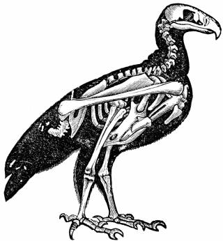 Bird Anatomy - Bird Skeleton - Bird Skeletal System