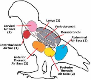 Bird Respiratory System, interclavicular, cervicals, and anterior thoracics